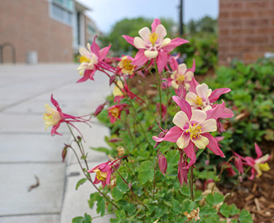 Columbines in front of Dwire Hall